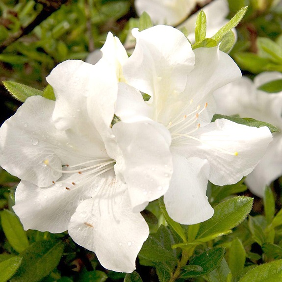 Azalea 'Autumn Ivory' Azalea 'Autumn Ivory'