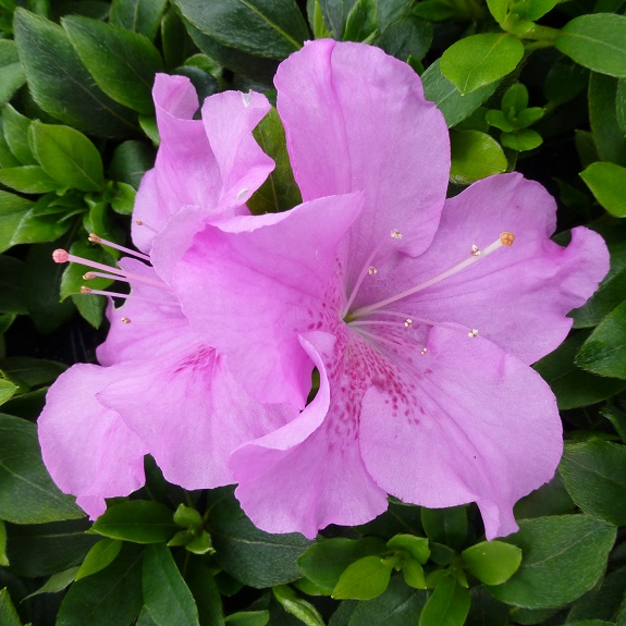 Azalea 'Autumn Lilac' Azalea 'Autumn Lilac'
