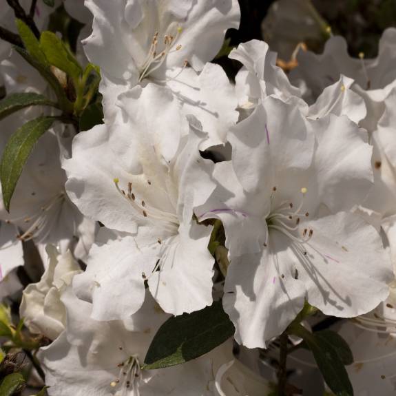 Azalea 'Autumn Lily' Azalea 'Autumn Lily'