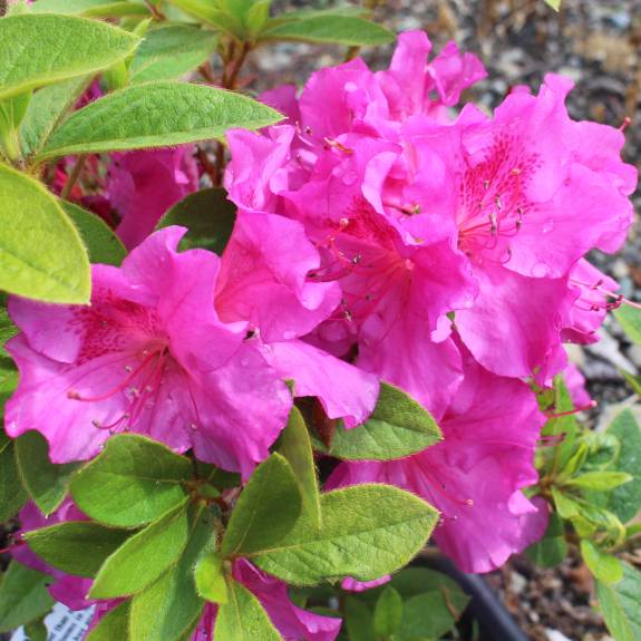 Azalea 'Autumn Royalty' Azalea 'Autumn Royalty'