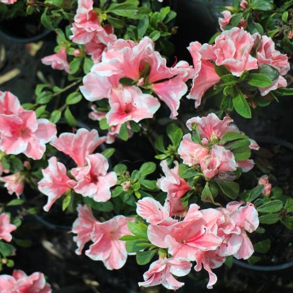 Azalea 'Autumn Sunburst' Azalea 'Autumn Sunburst'