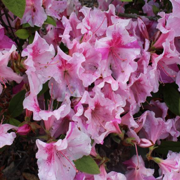 Azalea 'Autumn Twist' Azalea 'Autumn Twist'