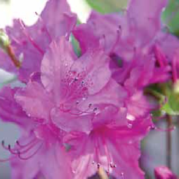 Azalea 'Blue Danube' Azalea 'Blue Danube'