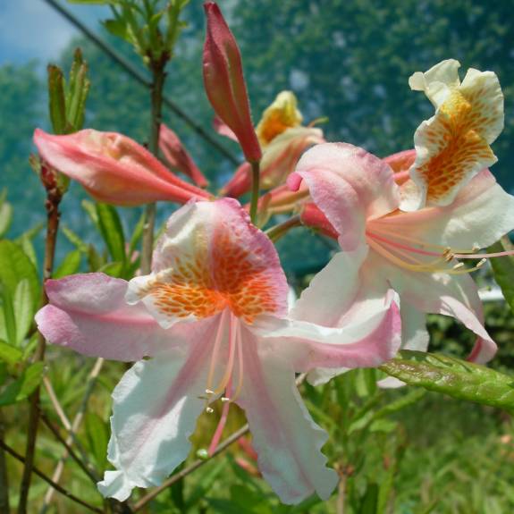 Azalea dec 'Delicatissima'