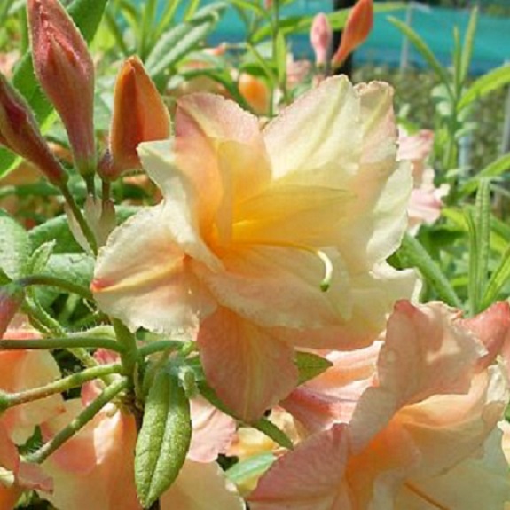 Azalea dec 'Sunray' Azalea dec 'Sunray'