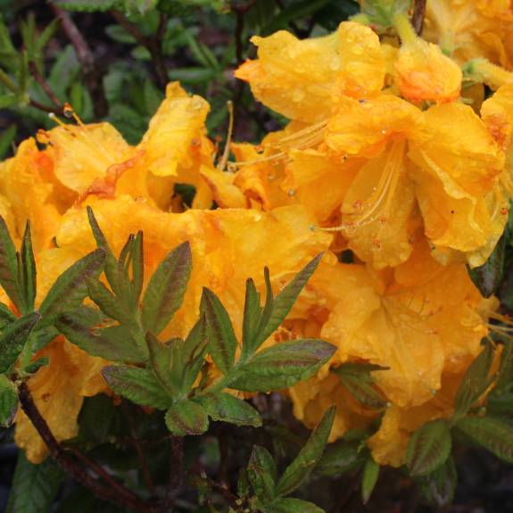 Azalea dec 'Yellow Beauty'