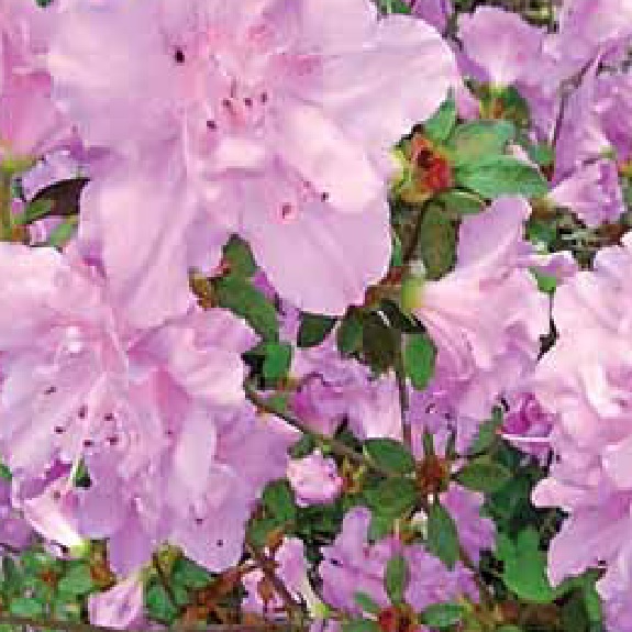 Azalea 'Elsie Lee' Azalea 'Elsie Lee'