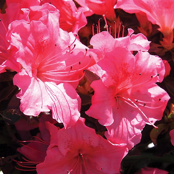 Azalea 'Garden Party' Azalea 'Garden Party'