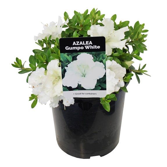 Azalea 'Gumpo White'