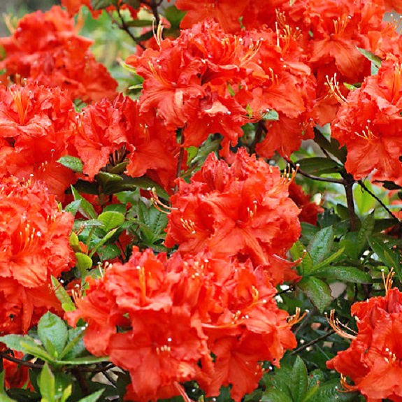 Azalea dec 'Gibraltar' Azalea dec 'Gibraltar'