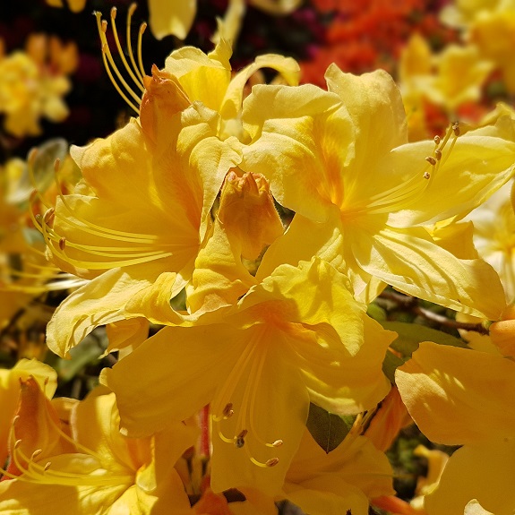 Azalea dec 'Golden Sunset' Azalea dec 'Golden Sunset'