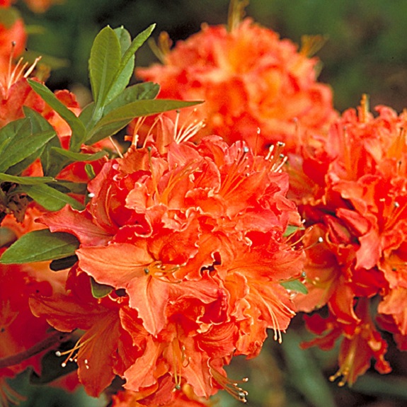 Azalea dec 'Melford Flame'