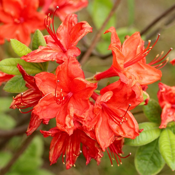 Azalea dec 'Mollie'