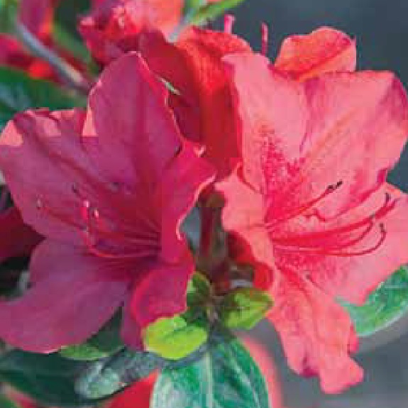 Azalea 'Mrs Kint Red' Azalea 'Mrs Kint Red'