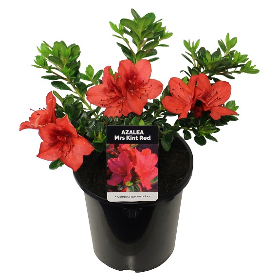 Azalea 'Mrs Kint Red'