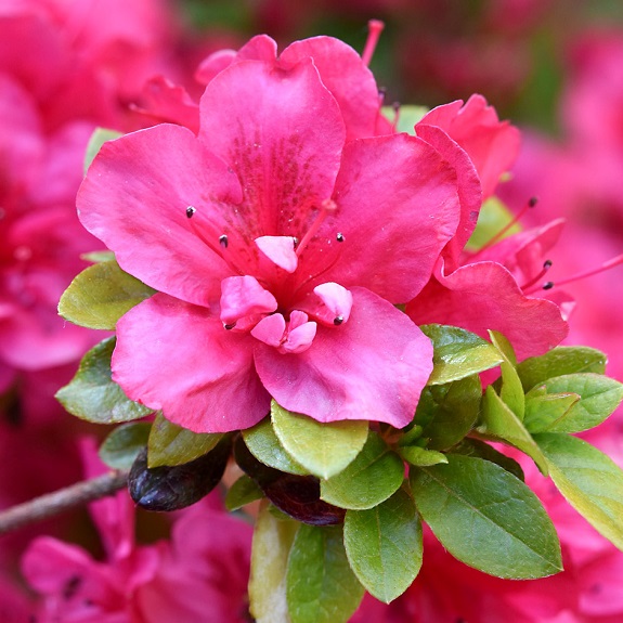 Azalea 'Princess Maud' Azalea 'Princess Maud'