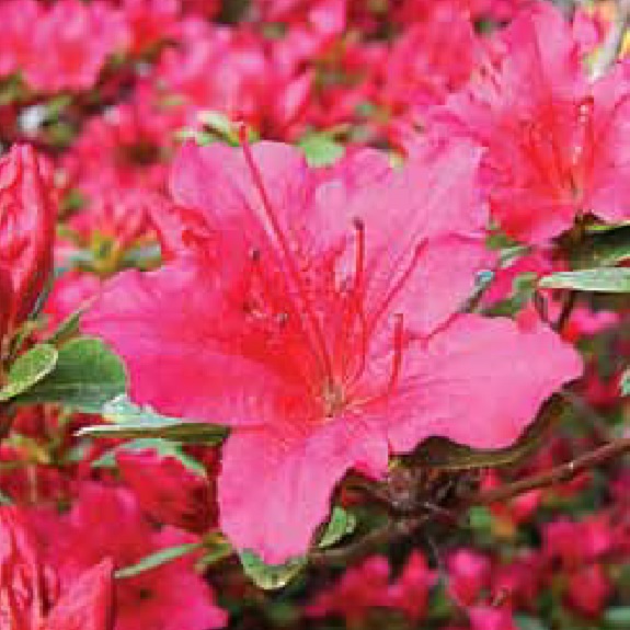 Azalea 'Red Glitters' Azalea 'Red Glitters'