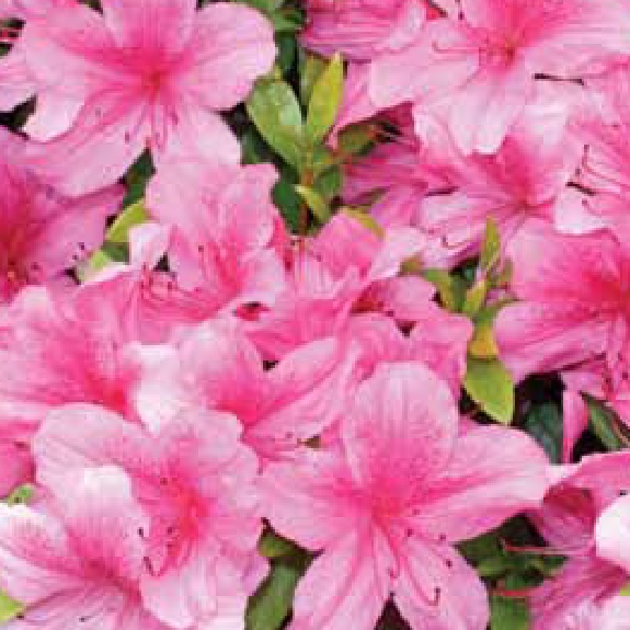 Azalea 'Salmonea' Azalea 'Salmonea'