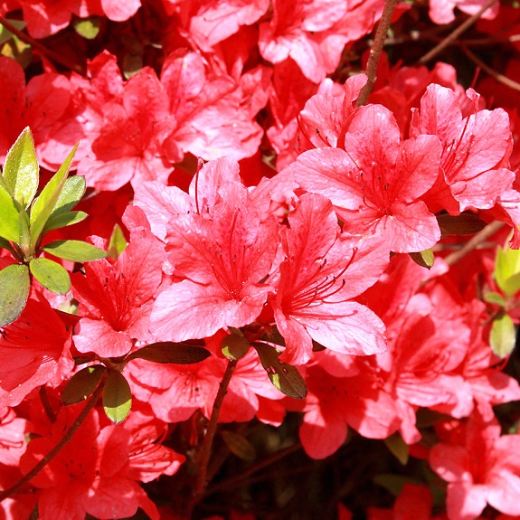 Azalea 'Scarlet Prince' Azalea 'Scarlet Prince'