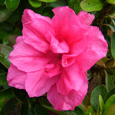 Azalea 'Sweet Nellie'