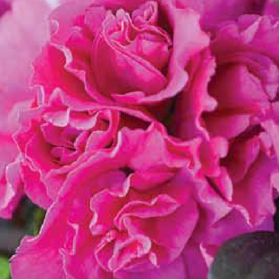 Azalea 'Violacea' Azalea 'Violacea'