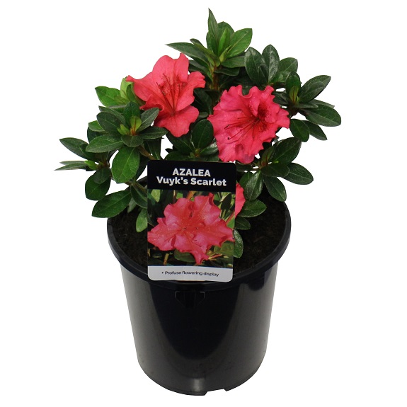 Azalea 'Vuyk's Scarlet'