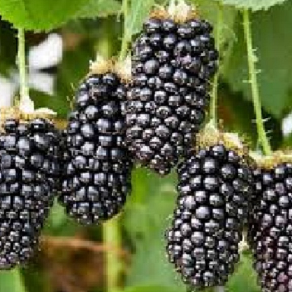 Blackberry 'Karaka Black' Blackberry 'Karaka Black'