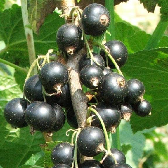 Blackcurrant 'Magnus'