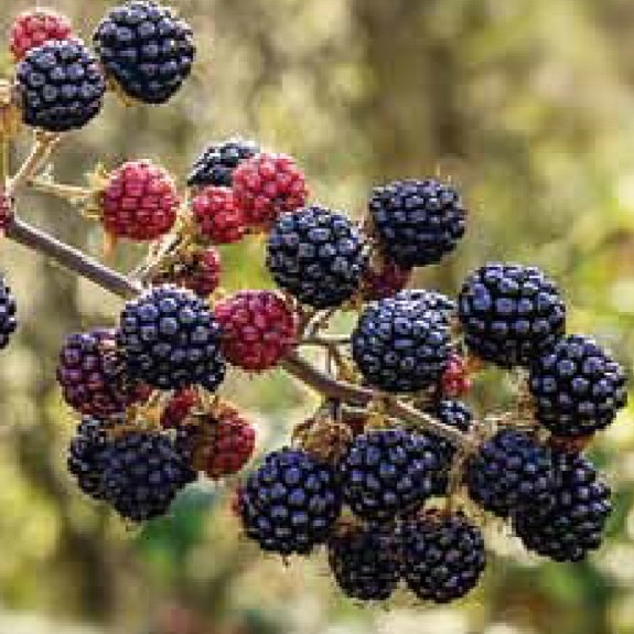 Blackberry 'Navaho' Blackberry 'Navaho'