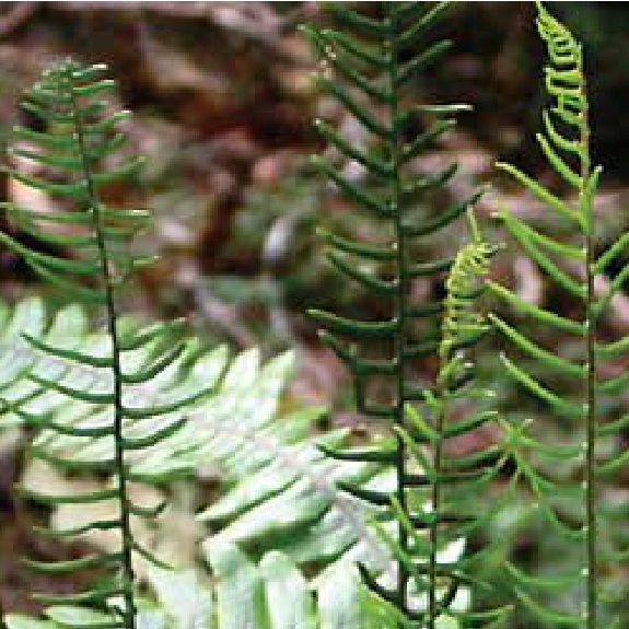 Blechnum chambersii Blechnum chambersii