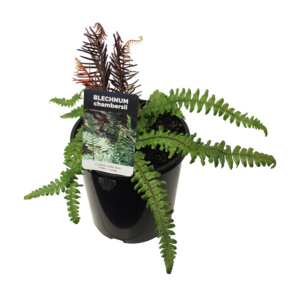 Blechnum chambersii