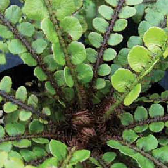 Blechnum fluviatile Blechnum fluviatile