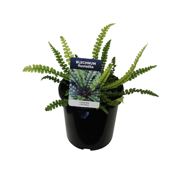 Blechnum fluviatile