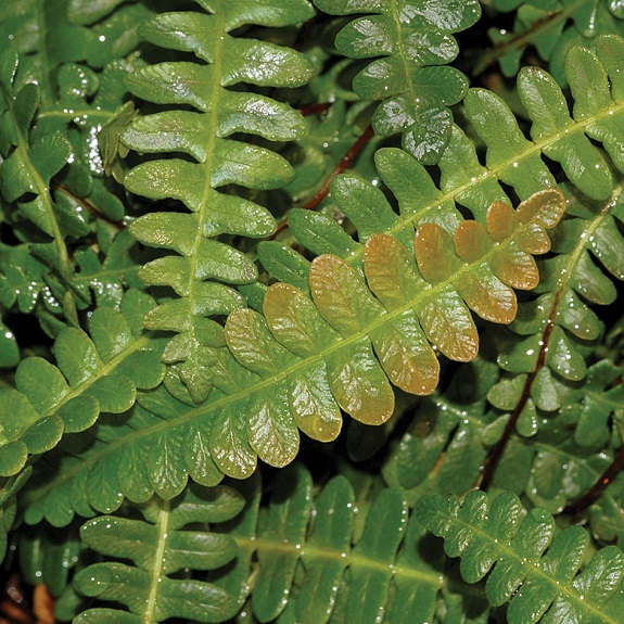Blechnum penna-marina Blechnum penna-marina