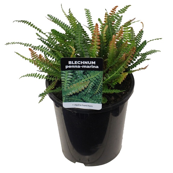 Blechnum penna-marina