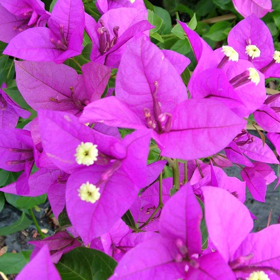 Bougainvillea 'Magnifica Traillii'