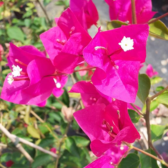 Bougainvillea 'Mary Palmer'