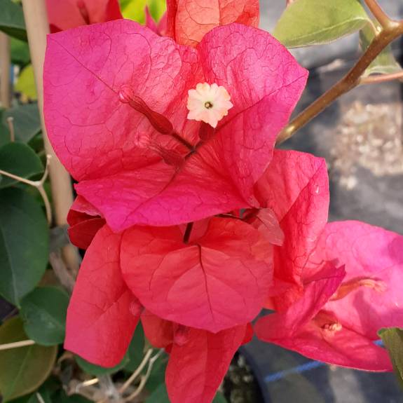 Bougainvillea 'Scarlet O'Hara'