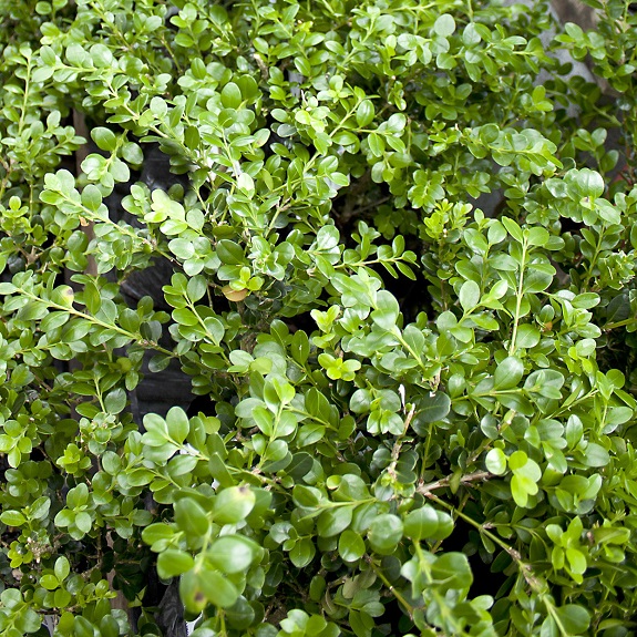 Buxus 'Green Gem' Buxus 'Green Gem'