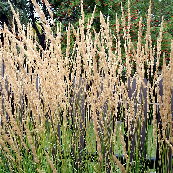 Calamagrostis × acutiflora 'Karl Foerster' Calamagrostis × acutiflora 'Karl Foerster'