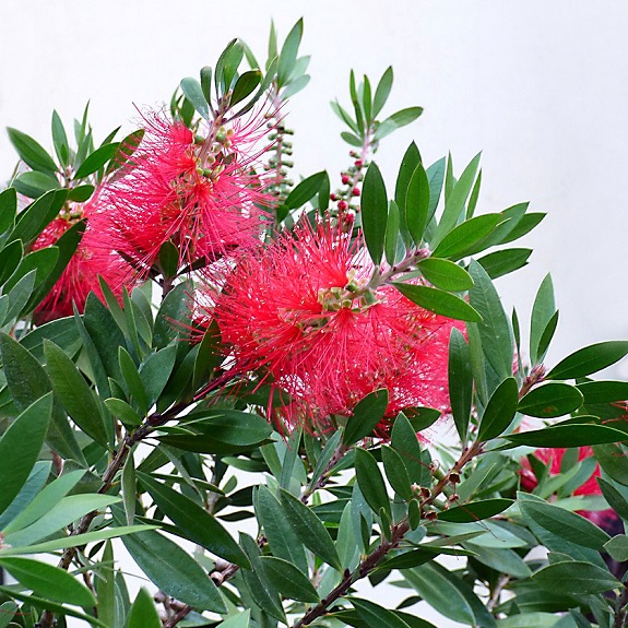 Callistemon 'Green John'