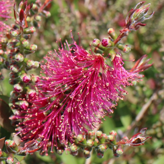 Callistemon 'John Mashlan'