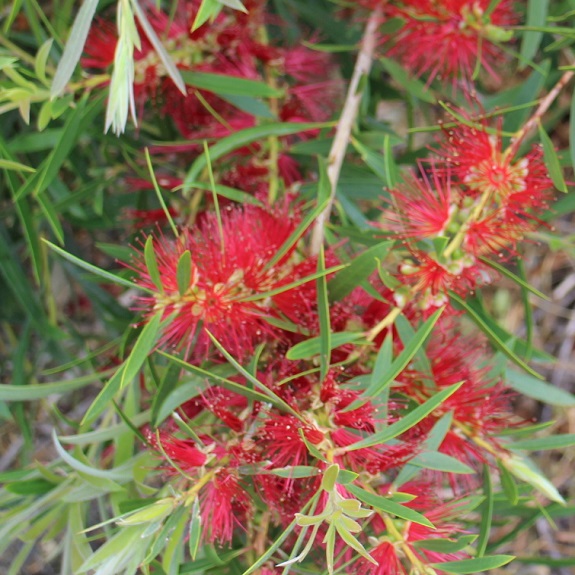 Callistemon 'Kings Park Special'