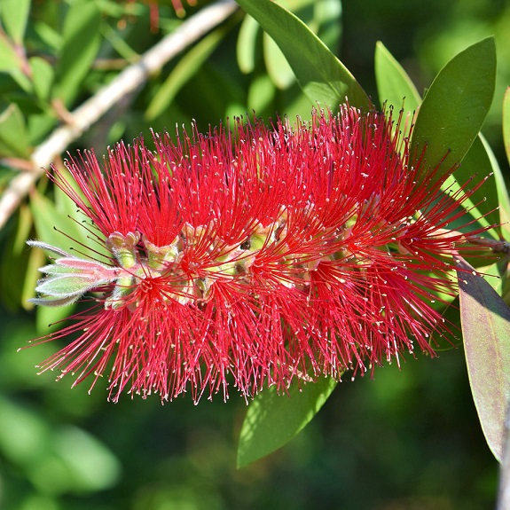 Callistemon 'Macarthur'