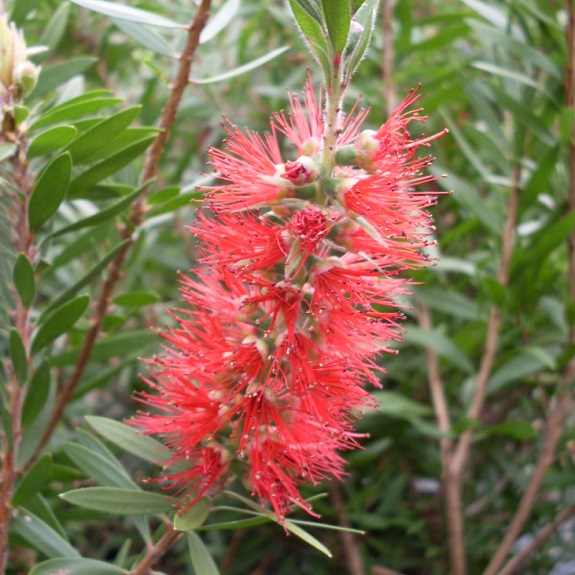 Callistemon 'Red Clusters' Callistemon 'Red Clusters'