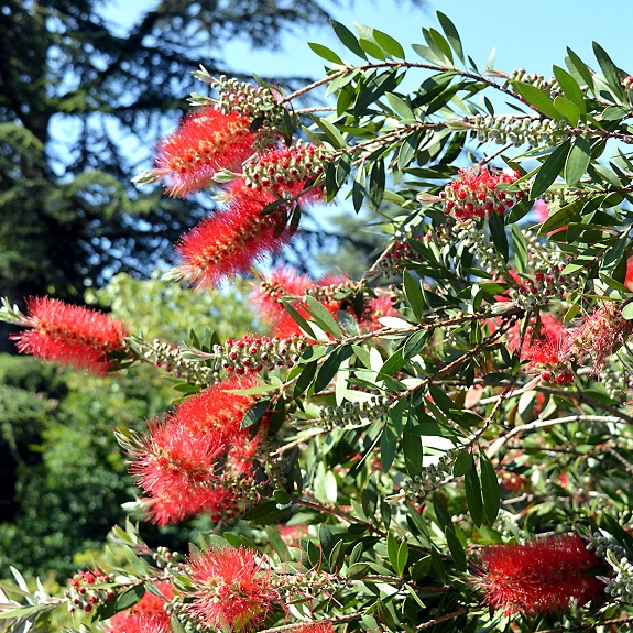 Callistemon 'Slim'