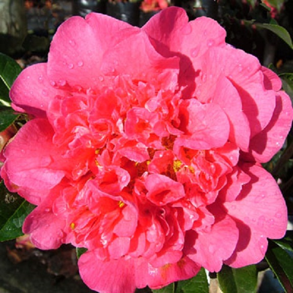 Camellia 'Anticipation'