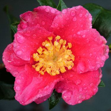 Camellia 'Crimson King' Camellia 'Crimson King'