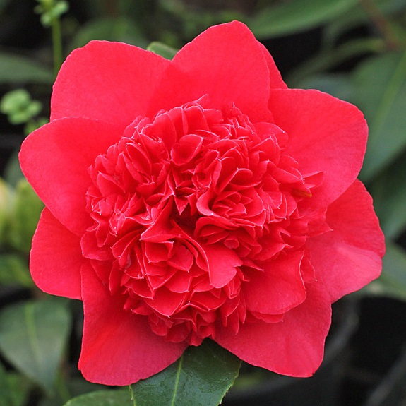 Camellia 'Dolly Dyer' Camellia 'Dolly Dyer'