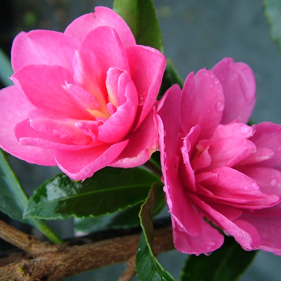 Camellia 'Elfin Rose' Camellia 'Elfin Rose'